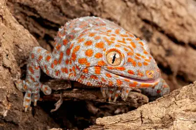 gecko tokay contre bébé caméléon panthère , View more