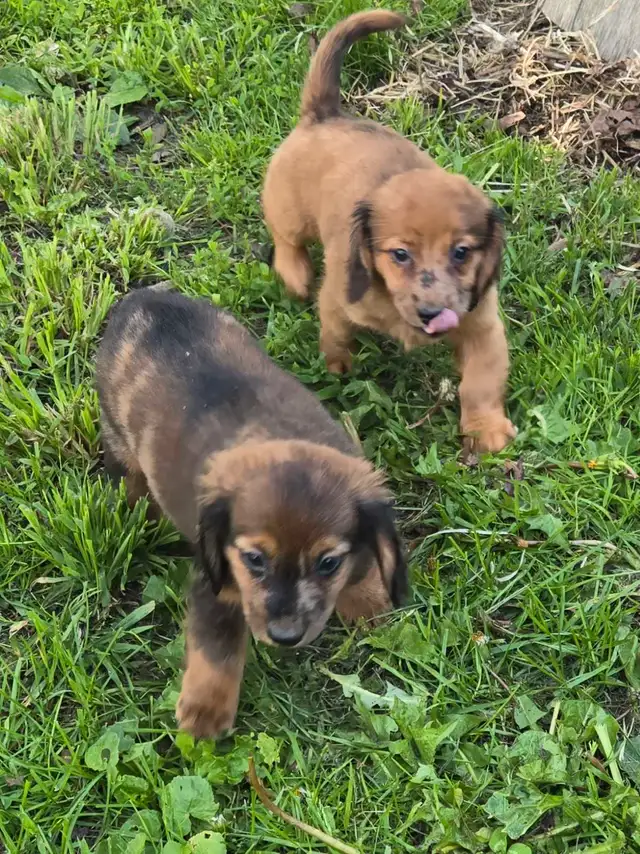 Miniature Daschund Miniature Australian Shepherd Puppies for Sal in Dogs & Puppies for Rehoming in Woodstock - Image 4