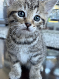 chaton de race mixte bengal / mixed breed kitten for sale 