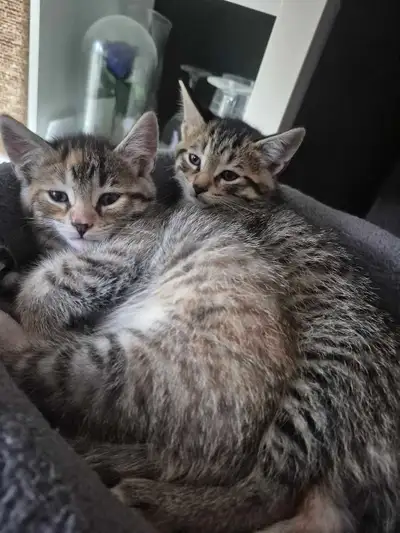 8 weeks old kittens ready to go!, View more
