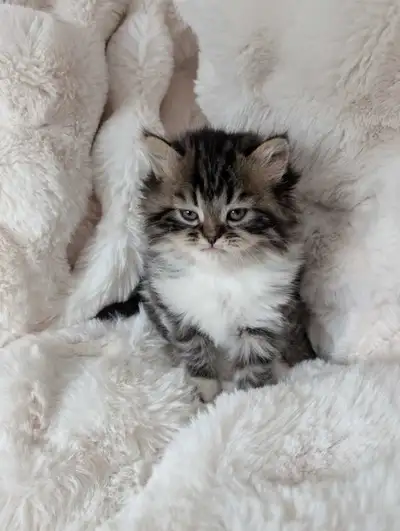 9 petits chatons Persan/Ragdolls, View more