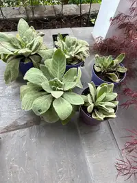 Mullein plants