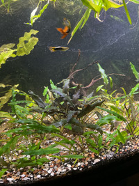 Crypt wendetii green - low light aquarium plants 3 for 10