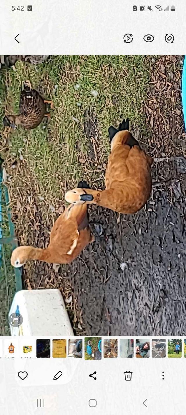 Rudy shell ducks or trade for ewes in Livestock in Kingston
