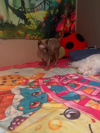 Tu souhaites ouvrir ta chatterie ou ajouter de nouvelle femelle J’ai une occasion! Je vend ma derniè...