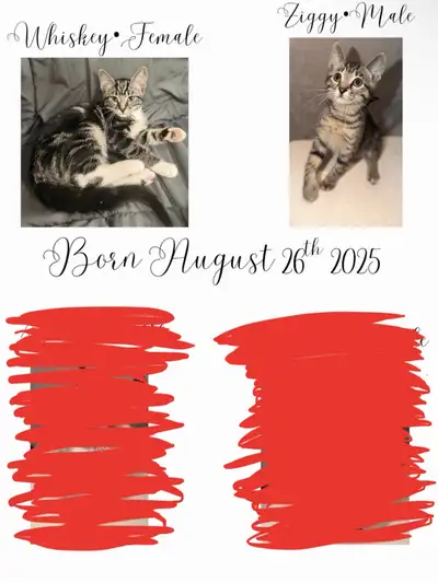 10 week old kittens, View more