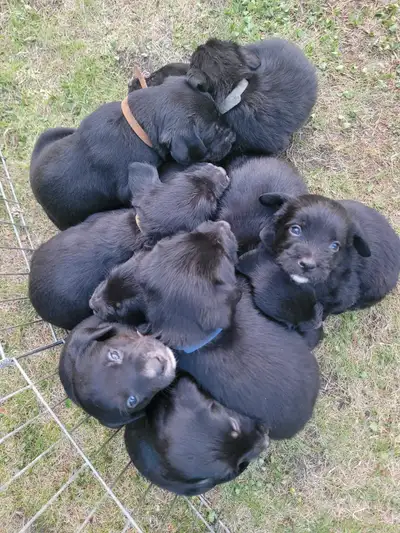 Puppies born May 12, 2025 ---- 7 MALE / 3 FEMALE