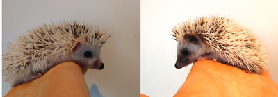 ♥Double snowflake s&p pinto baby hedgehog boys!!, View more