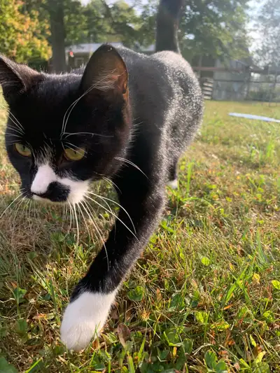 Female tuxedo 3 yr old cat looking for new home, View more