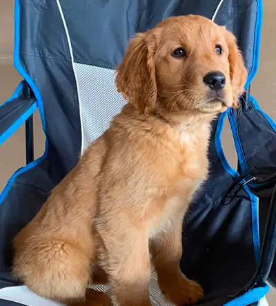 Ready for their new homes! Only 1 male left Ginger had her litter on Nov 28 . She is a nice family p...
