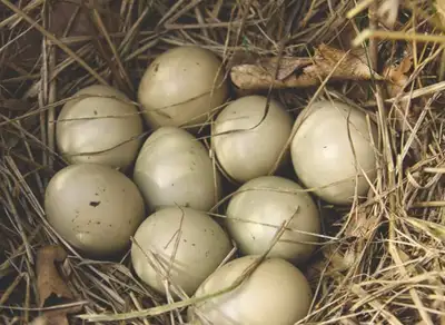 fertile pheasant eggs , View more