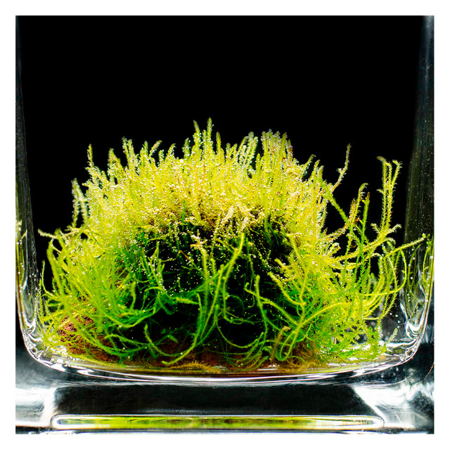 LIVE AQUARIUM PLANT : MOSS ROCKS: (MOSS DU JOUR) in Accessories in Calgary
