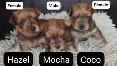 Pure Bred Yorkie Pups, View more