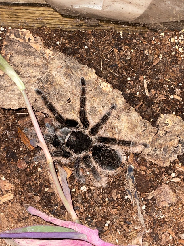 Tarantulas for sale  in Other Pets for Rehoming in Edmonton - Image 2