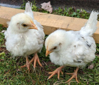 * pending pick up* 2xJapanese Bantam/Serama chicks