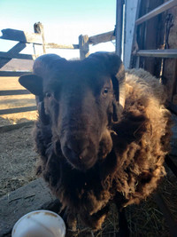 Shetland Ram 