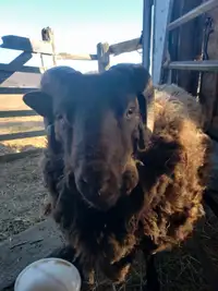 Shetland Ram 