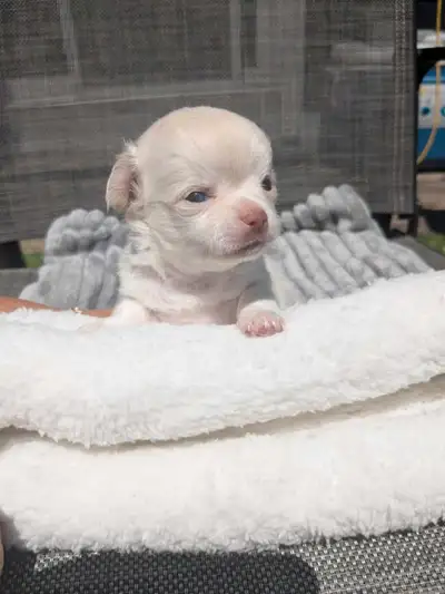 Wow Chiots chihuahua wow, View more