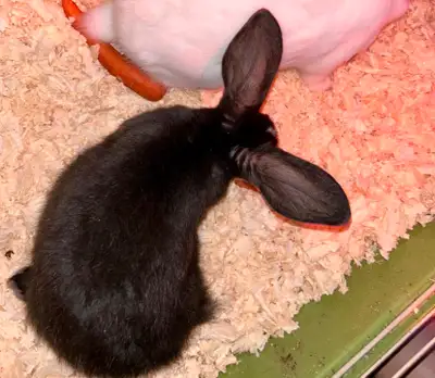 meat rabbits, View more