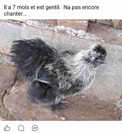 coq soyeux a donné contre bon soins, View more