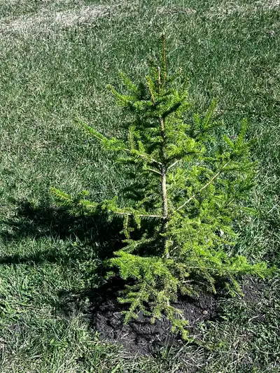 Spruce Trees For Sale, View more