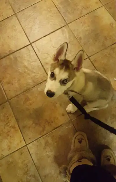 Dog sitting Small Dogs Only , View more