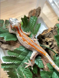 Beautiful orange stripe gargoyle gecko