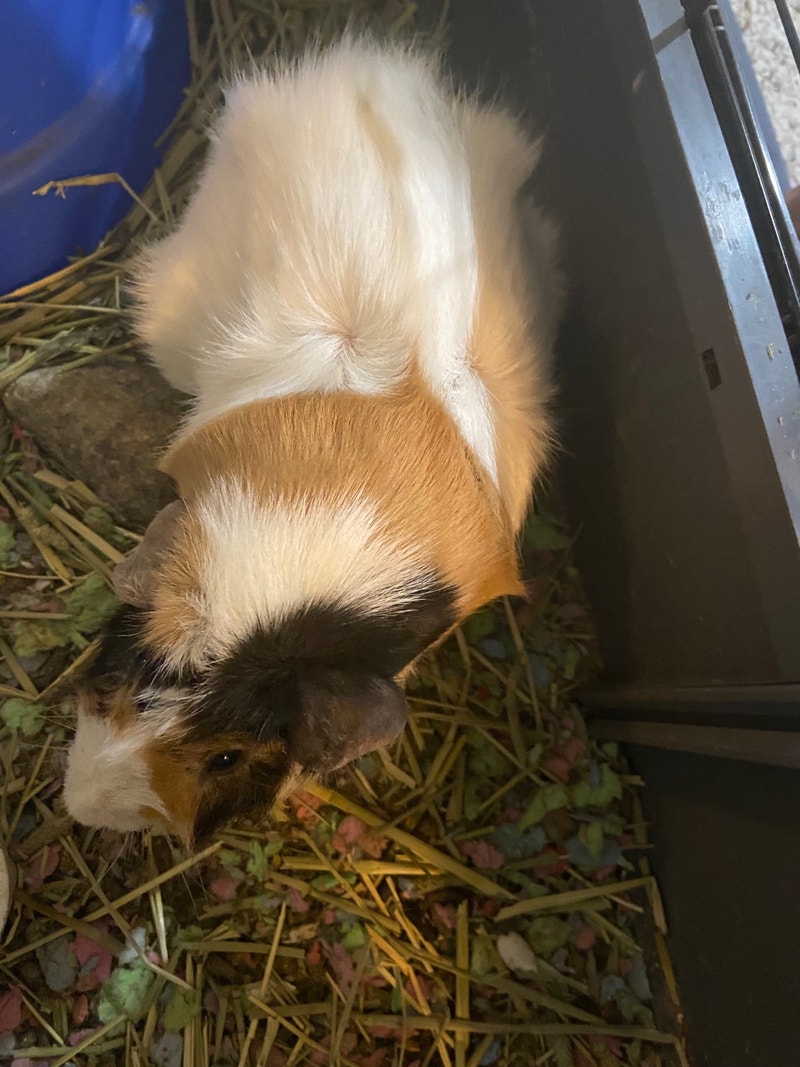 Two Guinea Pigs + Cage, water bottle, and food plate Small Animals
