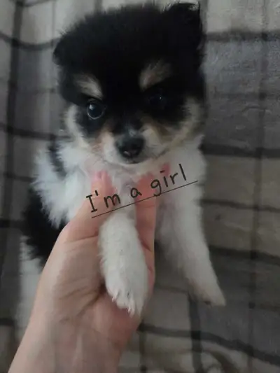 Pomeranian puppy, View more