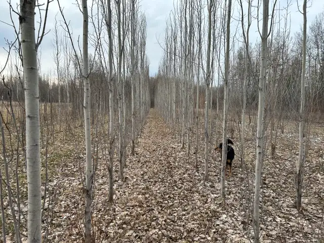 land for sale 62863324836867123
