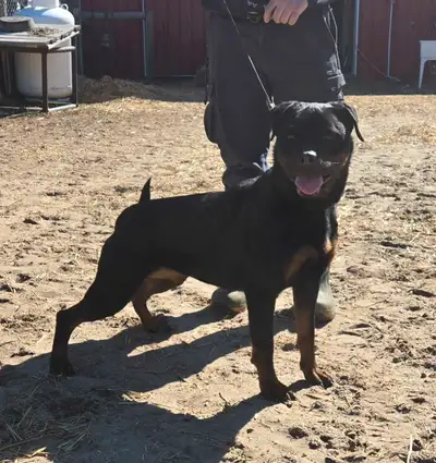 CKC Registered Female Rottweiler, View more