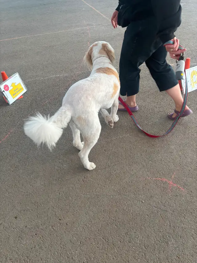 Rally dog training in Prince Albert525306949114931203
