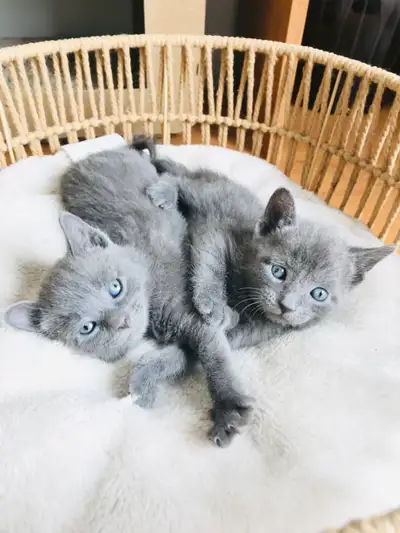 Russian Blue Kitten’s {Russia’s Litter} *1 BOY. 1 GIRL LEFT!*, View more