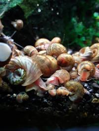 Feeder Snails 