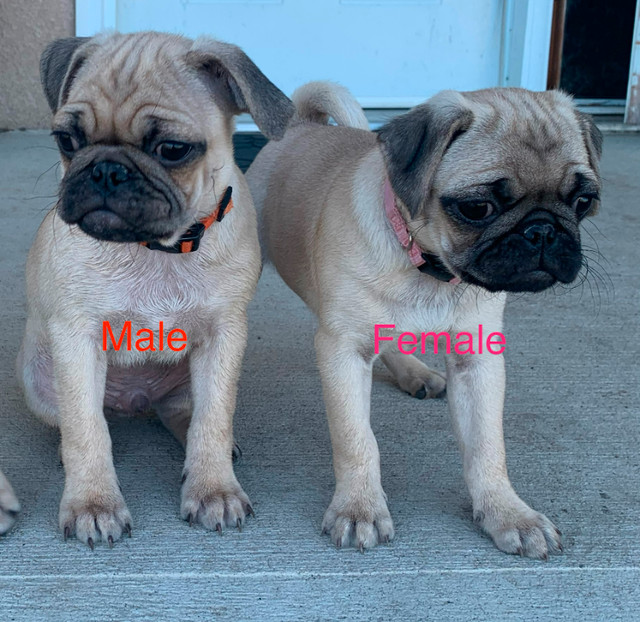 Pug/Puggle Puppies in Dogs & Puppies for Rehoming in Brandon - Image 2