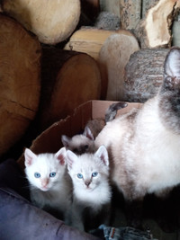 blue eyed kittens, red point and Siamese looking