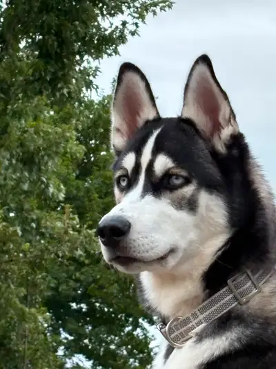 Husky puppy for sale, View more