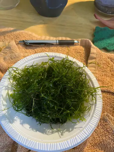 aquarium moss , View more