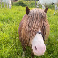 Dwarf horse for sale 