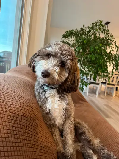 Aussiedoodle for Rehoming, View more