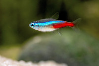 3 Neon tetras and other community fish