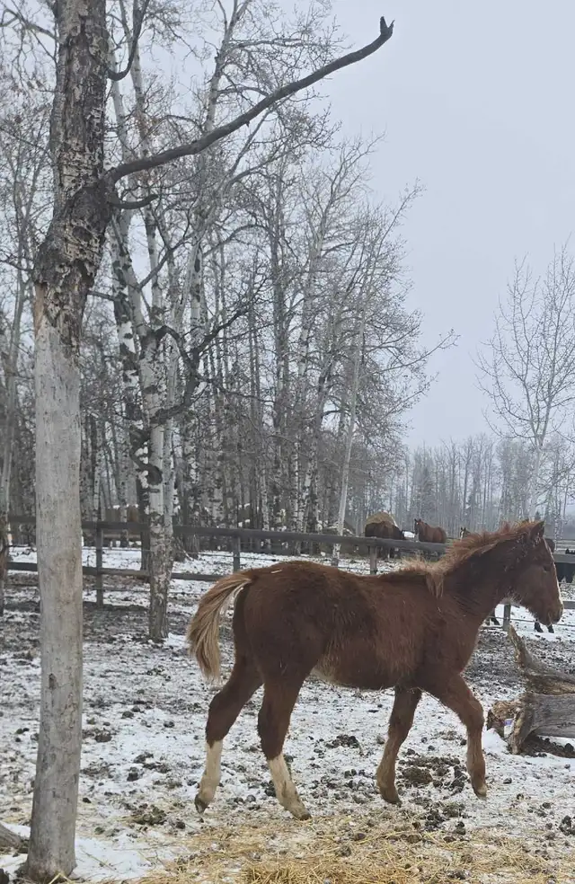 Aqha colt barrel prospect in Horses & Ponies for Rehoming in Red Deer - Image 7