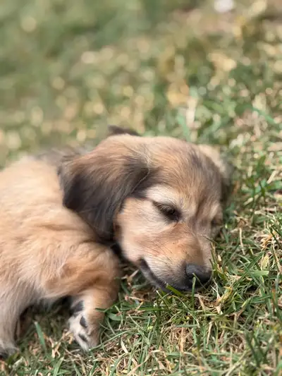 Williams Wonderful dachshunds has a few puppies available from our last litters. Our dogs are CKC re...