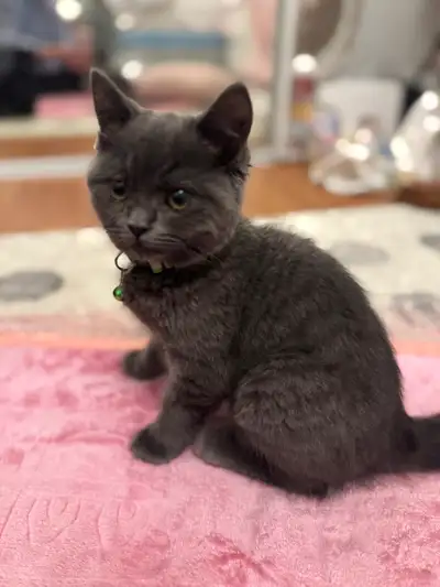 British shorthair kitten, View more