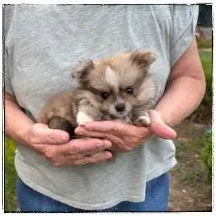 Tiny Shiranian Female Puppy - ( Shih tzu x Pom ), View more