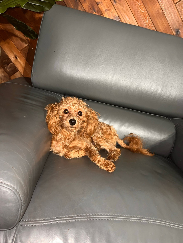 hypoallergenic red  toy  poodle male   puppy in Dogs & Puppies for Rehoming in Edmonton