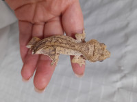 Emesis- Crested Gecko
