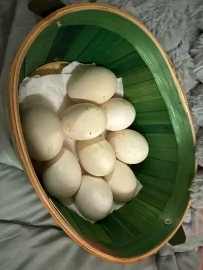 Polish Chicken Hatching Eggs , View more