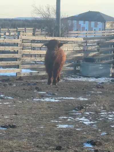 Highlander Bull, View more