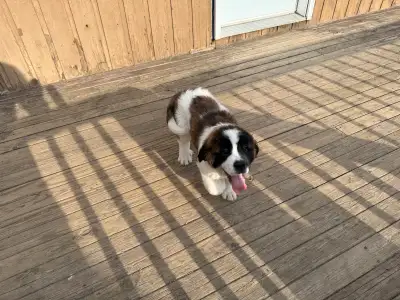 These adorable Saint Bernard puppies are ready to find their forever homes! They are playful, cuddly...